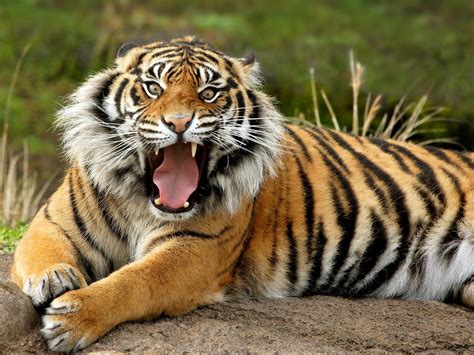 Tiger Tiger .